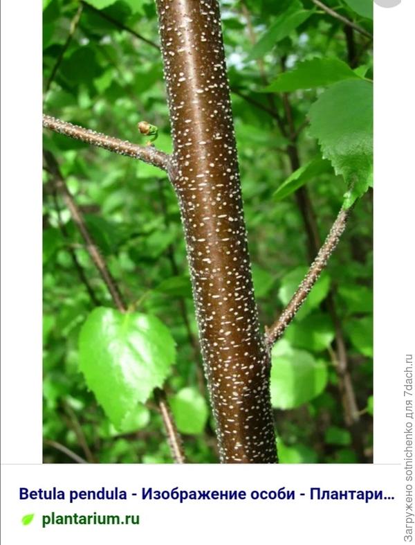 Молодой ствол Берёзы повислой на сайте Плантариум.