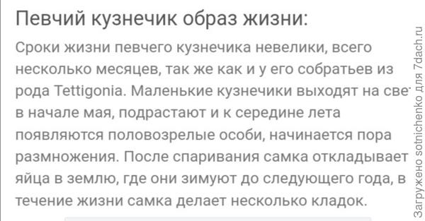 Информация из интернета о певчем кузнечике.