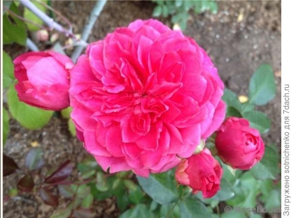 Айворс Роуз на сайте rosebook.ru. ru