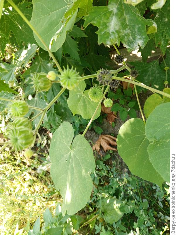 Канатник Теофраста, фото от 28.08.2024.