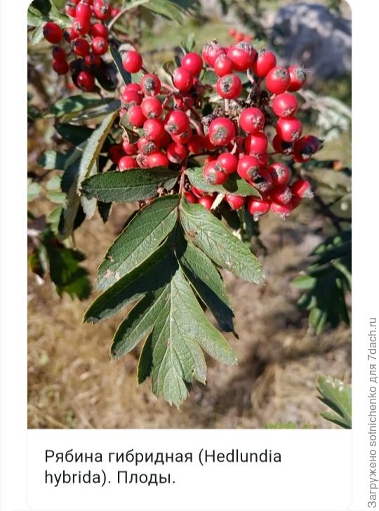 Рябина гибридная. Сайт bigenc. ru
