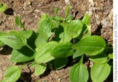 Сеянцы эхинацеи.