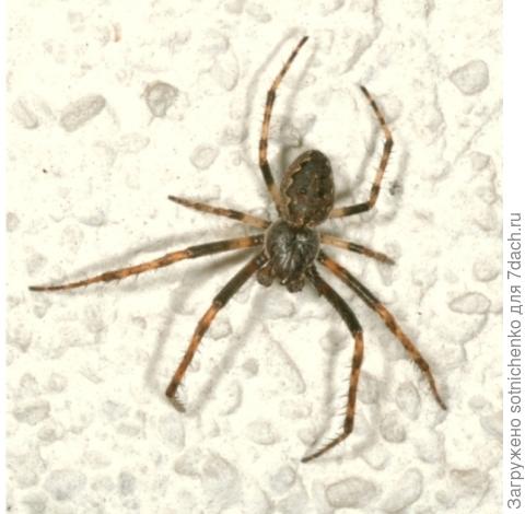 Нуктения теневая, фото из интернета.