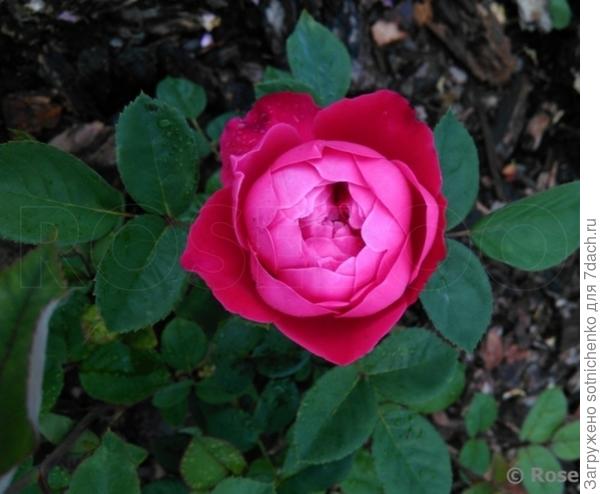 &quot;Accademia &quot;, фото на сайте rosebook.ru