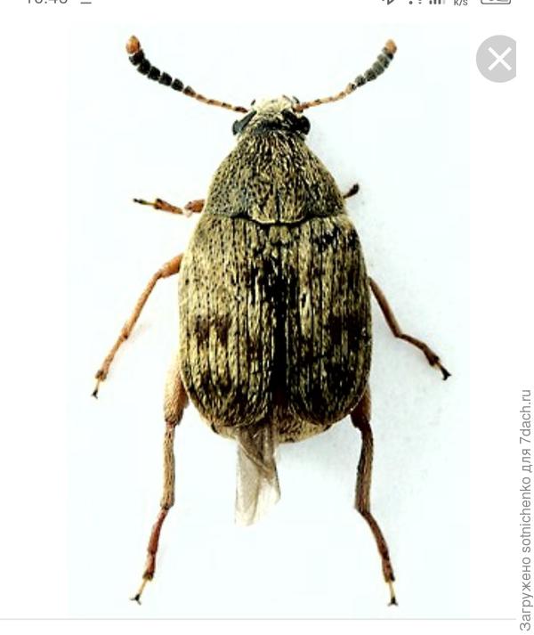 Так, например выглядит фасолевая зерновка. Фото из интернета.