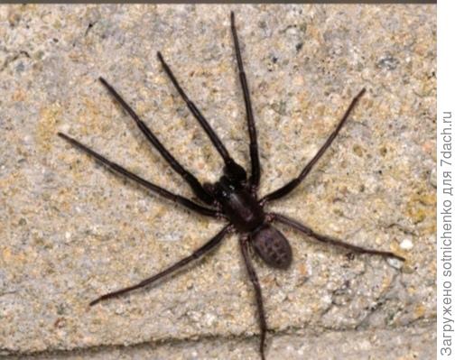 Сегестрия Флорентина на сайте Википедия.