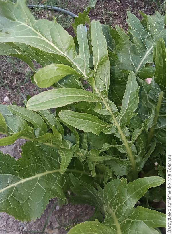 Для маринованных огурцов нарвала нижних цельных листьев.