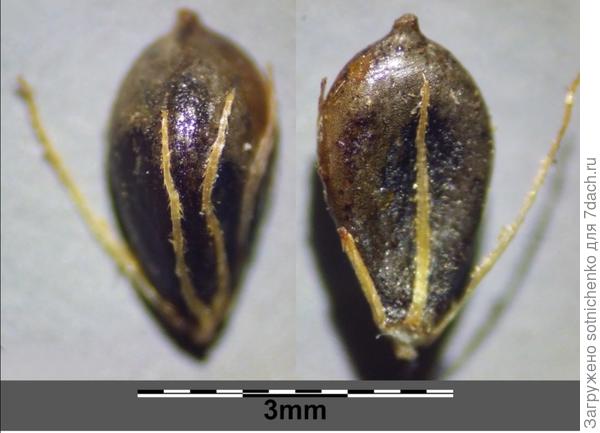 Schoenoplectus lacustis.