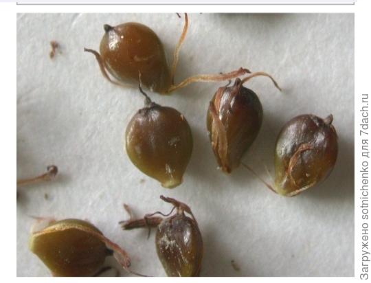 Schoenoplectus americanus. Фото на сайте commons. wikimedia. org