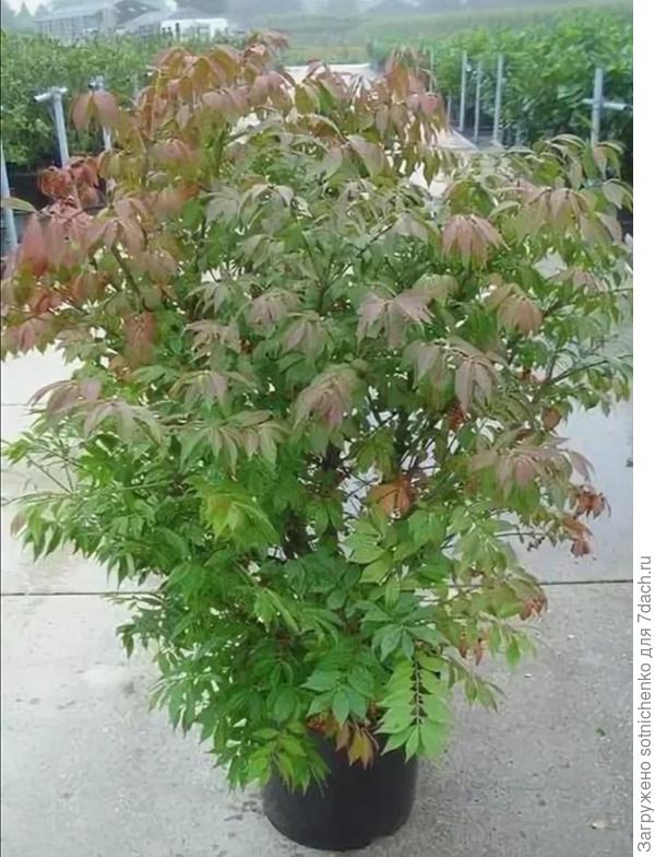 Бересклет крылатый "Compactus". Фото из интернета.