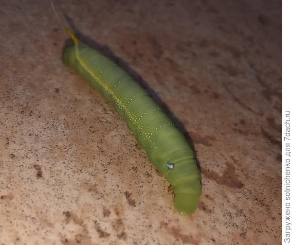 Молодая гусеница олеандрового бражника.