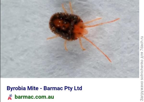 Клеверный клещ.