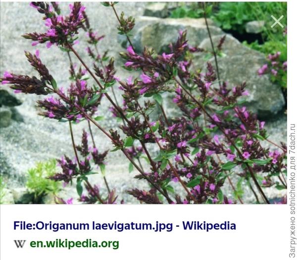 Душица гладкая (Origanum laevigatum). )