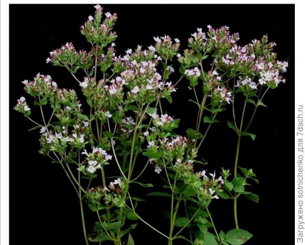 Душица обыкновенная (Origanum vulgare). commons. m. wikimedia. org .