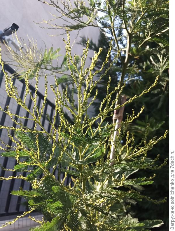 Мимоза серебристая или Акация подбеленная, фото сделала в Гурзуфе и4 октября прошлого года,в середине февраля завела