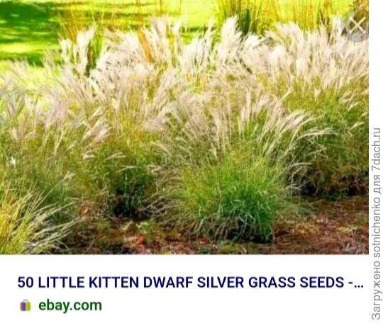 Один из самых миниатюрных сортов Мискантуса китайского "Маленький котенок "