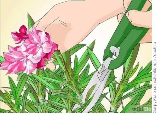 После цветения обычно вырезают отцвевшие соцветия.