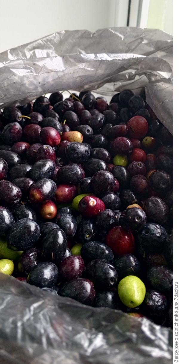 Вчерашний мой урожай.