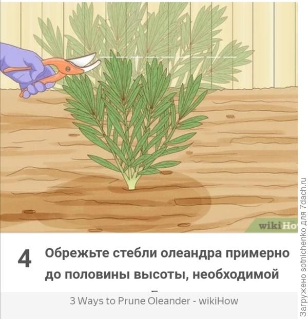 Формировка олеандра.