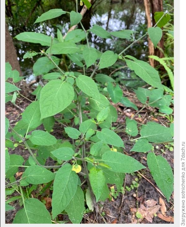 Фото и описание Каллифизалиса карпентера на сайте gbif. org