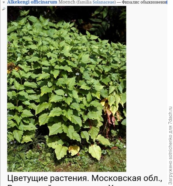 Фото Физалиса обыкновенного на сайте Плантариум.