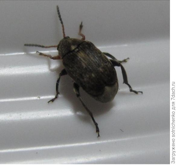 Фото из интернета. Фасолевая зерновка.