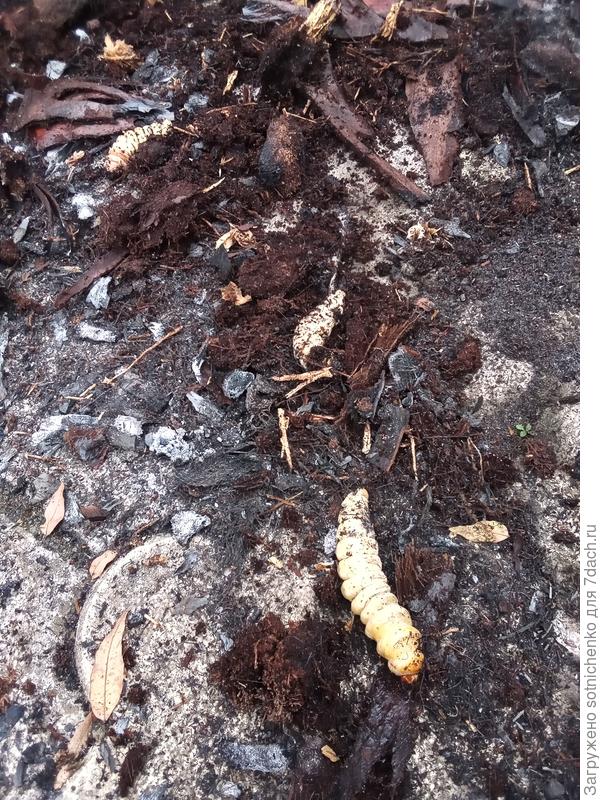 На редкость живучие личинки пальмового мотылька.Живые особи после 30 минут &quot;прожаривания&quot; в костре