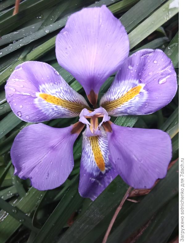 Ирис алжирский.