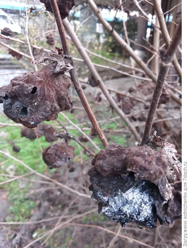 Внутренняя часть "галла ".