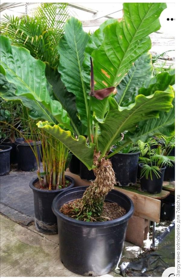 Фото из интернета Anthurium hookeri.