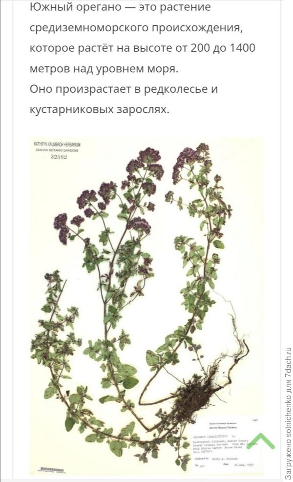 Origanum heraclioticum, информация из интернета.