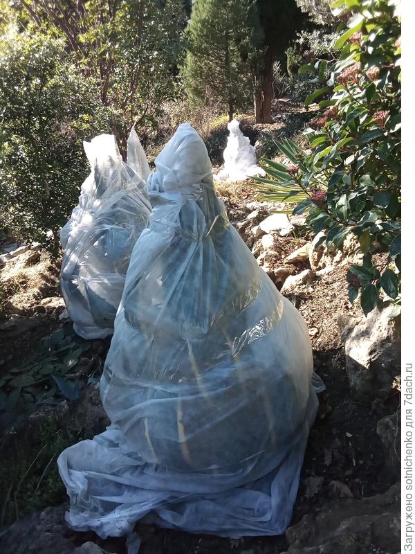 Так укрываю на зиму агаву американскую.