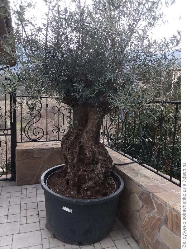 Зимующая в кадке маслина европейская.