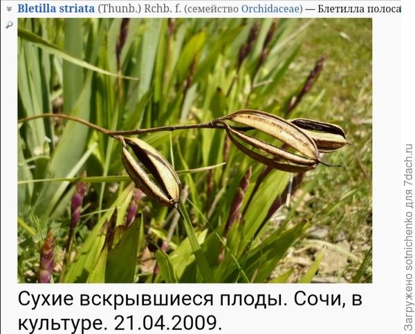 Блеттила полосатая на сайте Плантариум.