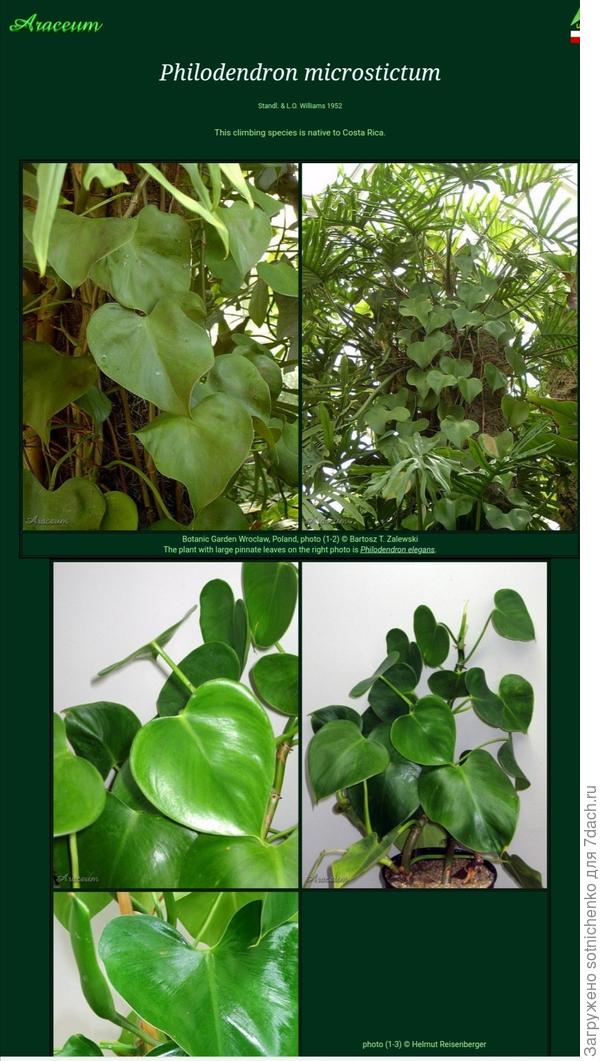 Филодендрон сердцелистный, фото из интернета.