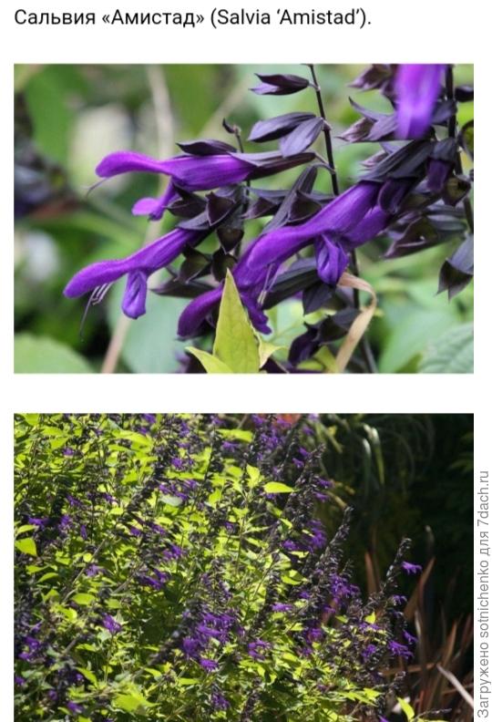 Salvia &quot;Amistad&quot;   фото на сайте botanichka. ru