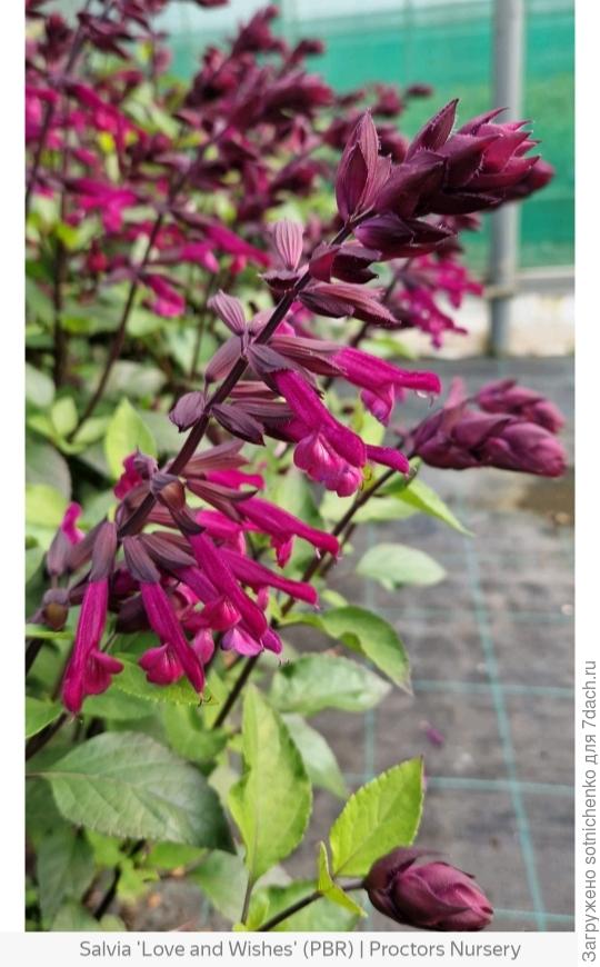 Salvia &quot; Love and Wishes &quot; фото из интернета.