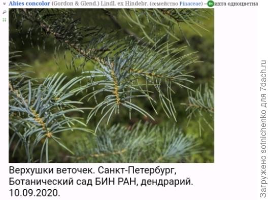 Пихта одноцветная на сайте Плантариум.