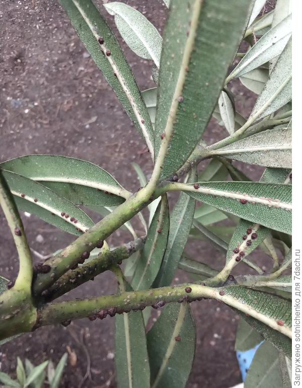 Маслинная ложнощитовка на олеандре обыкновенном. Фото сделала в январе этого года.