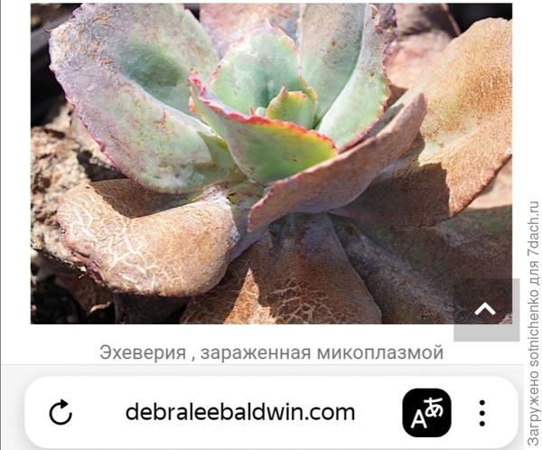 Эхиверия зараженная микоплазмой