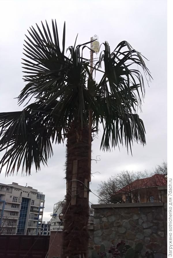 Так уже ставят капельницы на ЮБК от Пальмового мотылька.