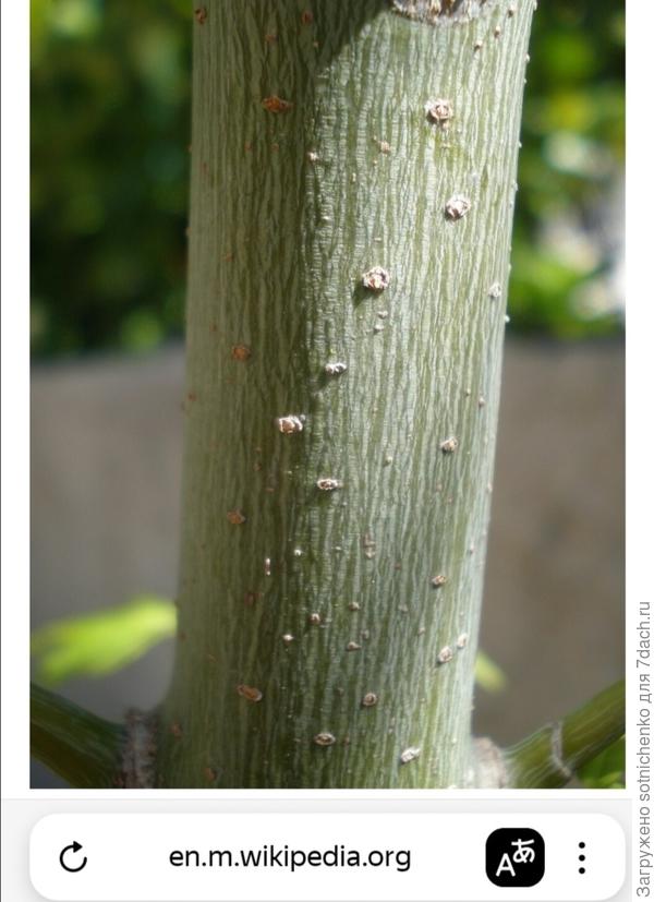 Ствол Клена ясенелистного на сайте Википедия.