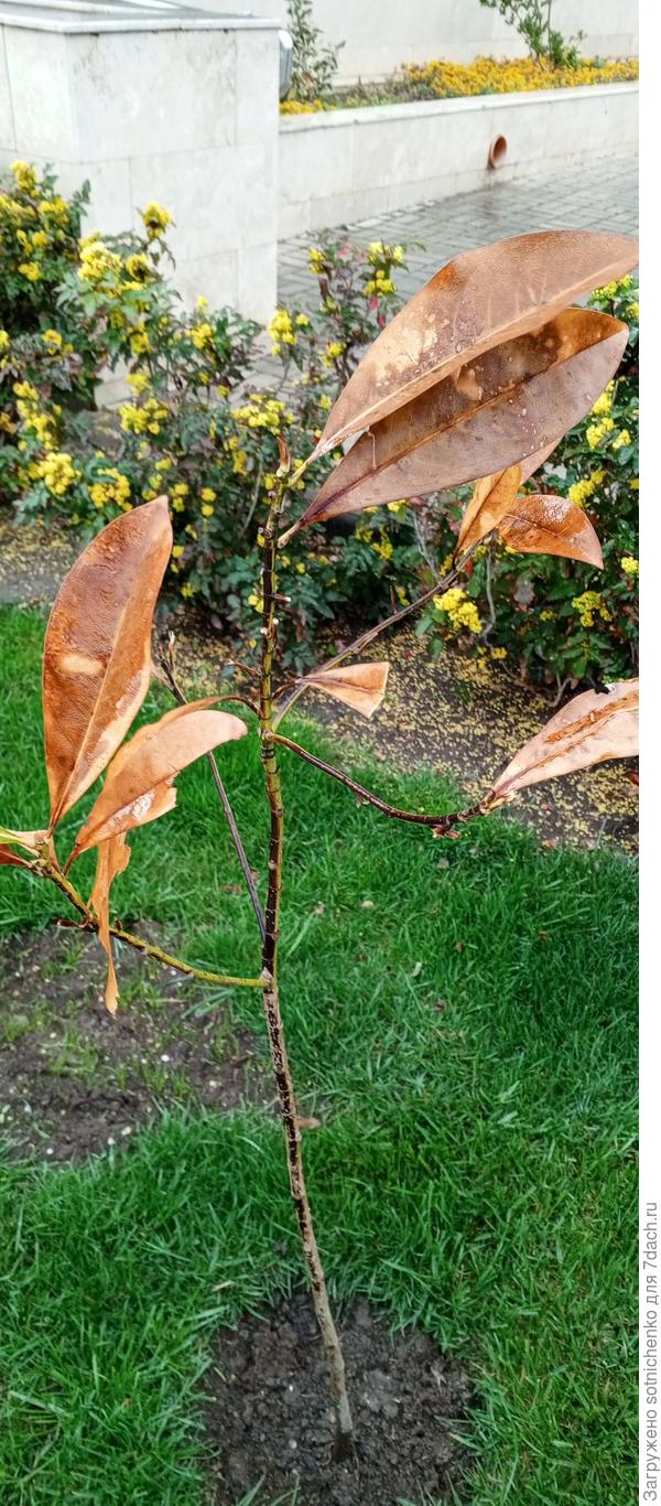 Рядом растущая магнолия крупноцветковая, поражены даже ствол и ветки после мороза и снега.