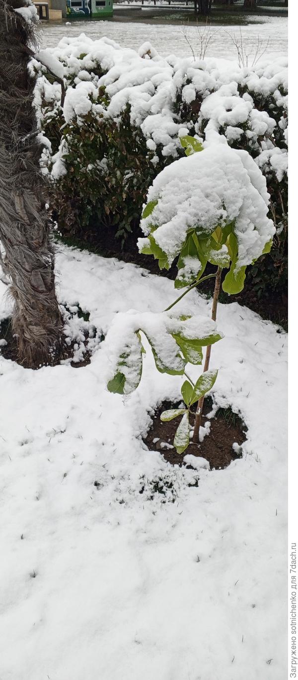 Магнолия крупноцветковая, фото сделала 17 февраля.