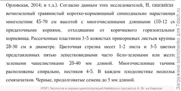 Описание морозника кавказского на сайте researchgate. net