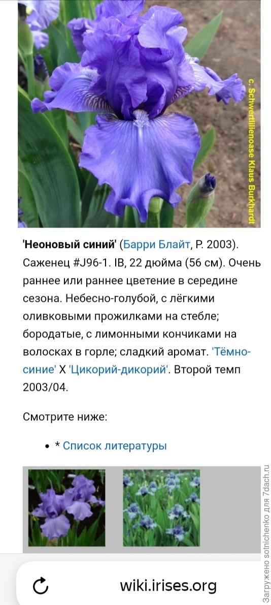 Фото и описание Iris &amp;#39;Neon blue&amp;#39;.
