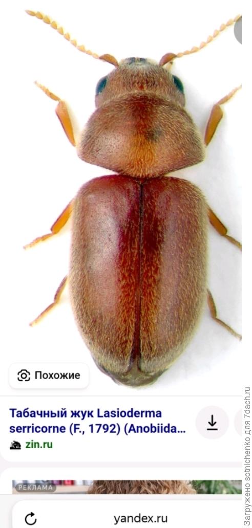 Табачный жук.
