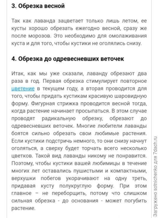 Рекомендации по обрезке лаванды.