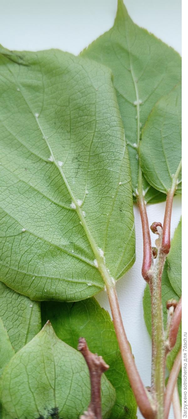 Обратная сторона листьев.