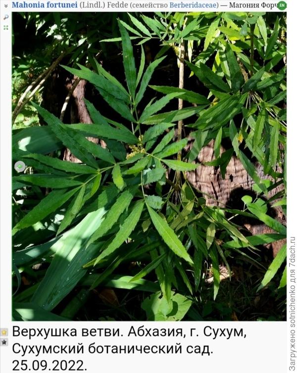 Магония форчуна на сайте Планиариум.